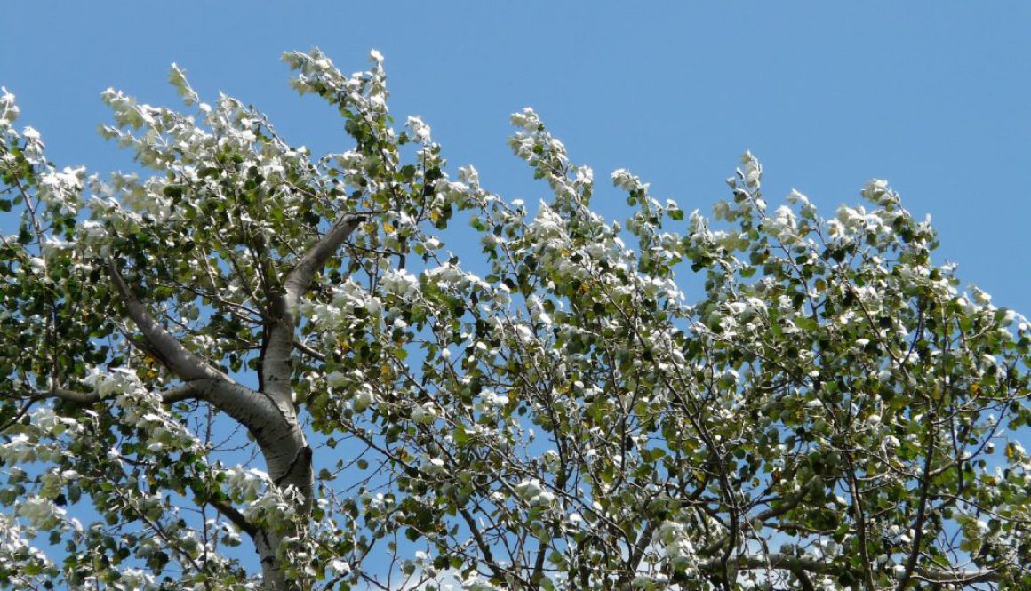 Wierzba Biała. Tajemnice leczniczych właściwości drzewa, które zmieniło medycynę naturalną